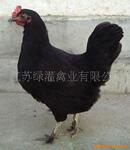 供应优质黑羽绿壳蛋鸡苗,农民致富好法子