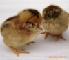 ����鼦�� �����鼦