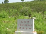 供特选大红袍花椒.调味品.一级花椒