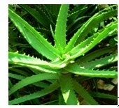 低价促销高效纯植物美白祛斑精华原液