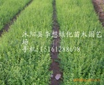 ��Ӧ����ҶŮ�ꡢСҶŮ��,ˮ��
