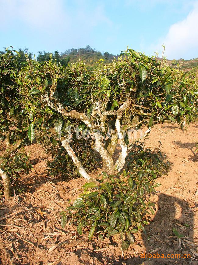 墨江普洱茶区,太阳转身的地方[美奇诺电子:深圳键盘鼠标厂]