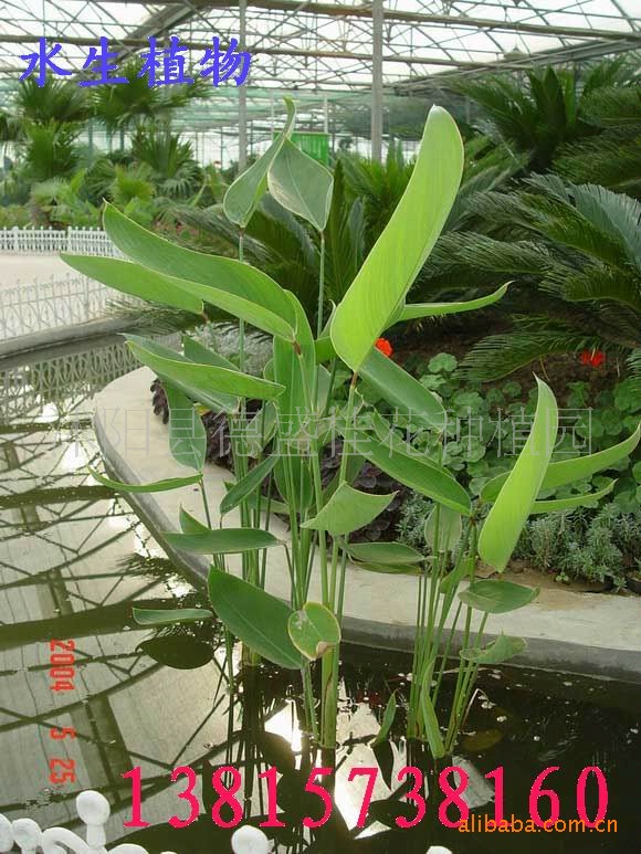 供应大量水生植物香蒲草构筑水景 芦苇,慈姑等水生花