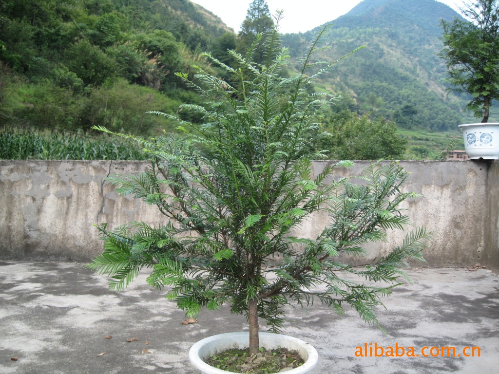 供应红豆杉盆景
