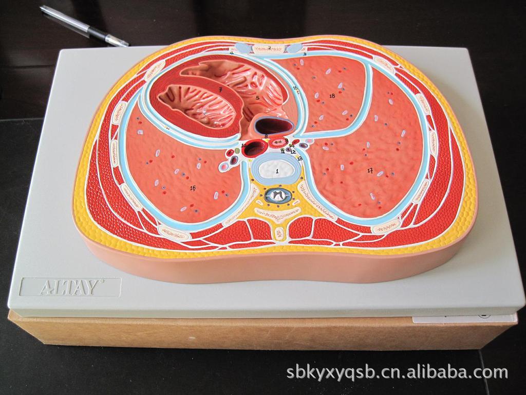 *进口*胸腔横断模型 胸腔解剖模型