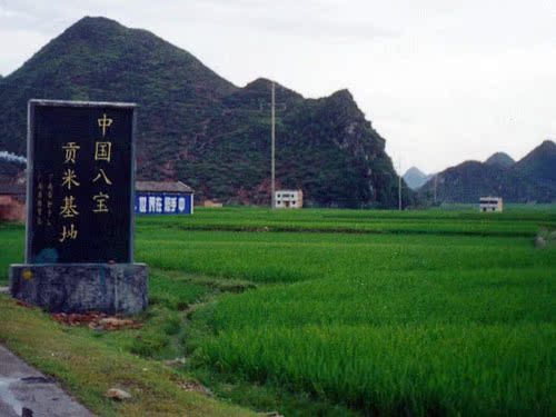 云南 特产八宝贡米因产于广南县八宝镇而得名,1981年被国家列为名贵