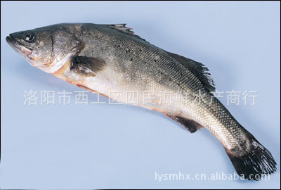活鱼 活鲈鱼 活桂鱼 活海鲜 肉质鲜美,新鲜美味