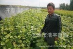 平榛子苗 榛子苗 铁岭榛子苗 毛榛子苗 开原榛子苗 榛子苗