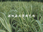 大量供应水生植物   花叶芦苇 