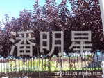长期批发紫叶稠李3公分树扦插小苗山桃稠李大小苗
