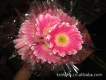 大量供应云南本土优质非洲菊 & 扶朗 ----蜜糖