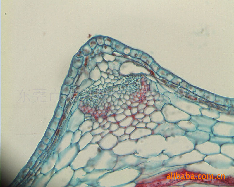 植物显微镜切片天麻块茎横切用于教学