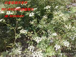 前胡种子2011新种(白花前胡种子)(图)
