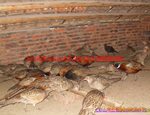 Ұ����۸�Ұ���۸񣬺���Ұ����ֳ��