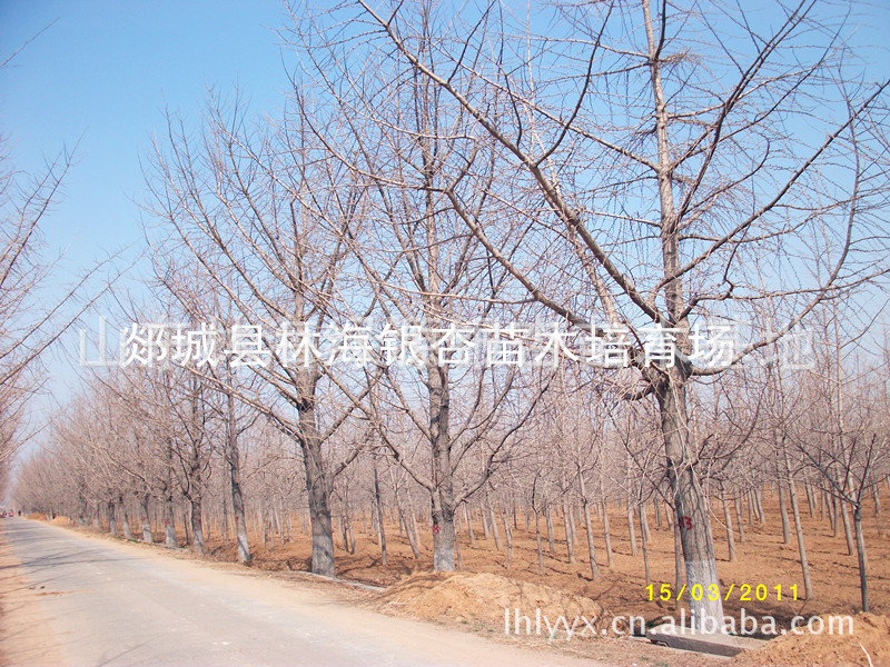 中国银杏之乡---供应精品银杏苗木、绿化景观花卉苗木