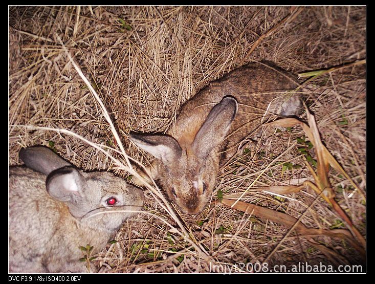 杂交野兔养殖基地野兔兔种有售后服务 兔子养殖基地 野兔养殖