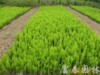 ��Ӧ��ҶС���磬�����磬��ҶŮ���磬�¼������ľ(ͼ)