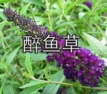 醉鱼草 闭鱼花,痒见消,鱼尾草,樚木,五霸