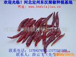 供应三鹰椒(图)