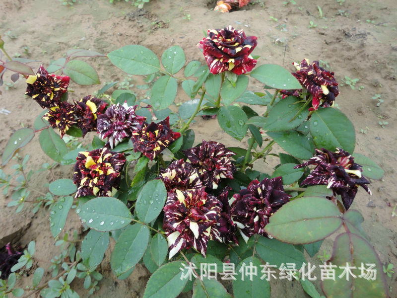 供应:新品种玫瑰:月季,流星雨 英魔 紫罗兰,颜色奇特