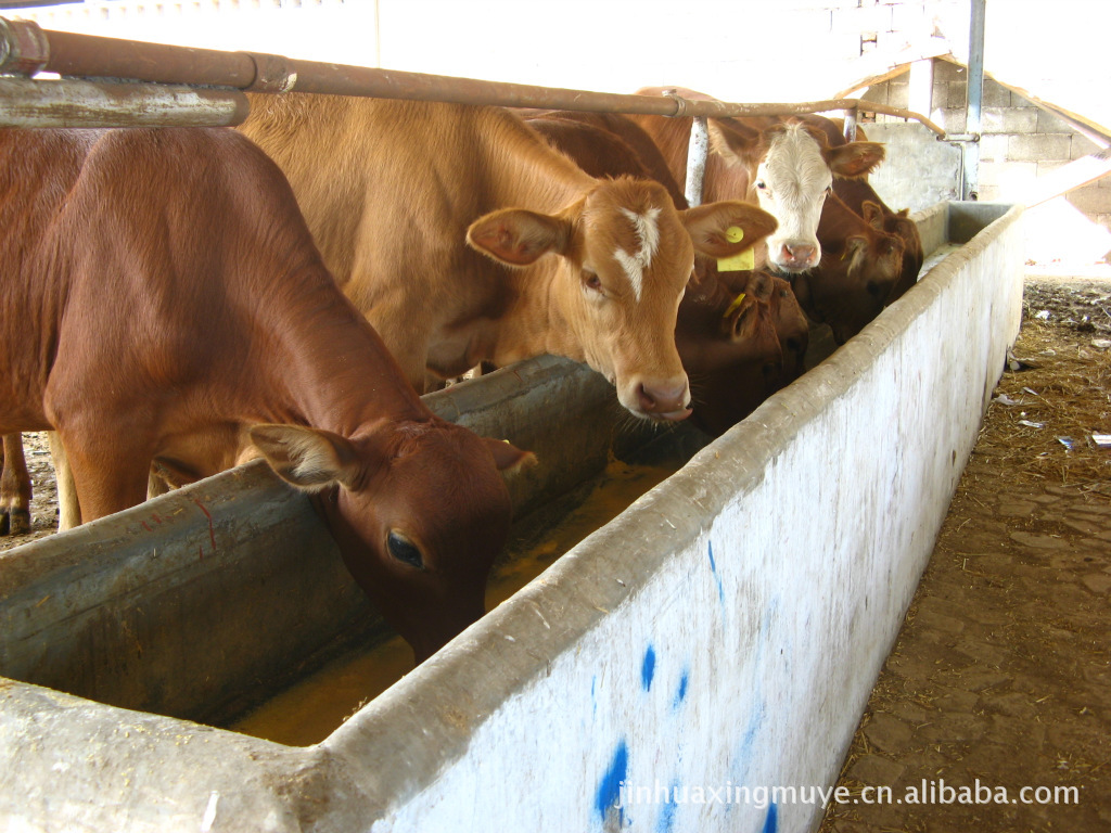 大型肉牛养殖场供应改良肉牛，育肥肉牛