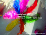 厂家热销鸵鸟毛,鸵鸟毛,彩色鸵鸟毛,进口原毛鸵鸟毛