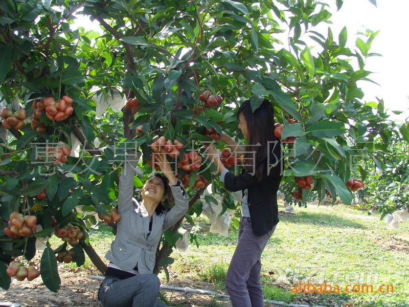 供应台湾黑珍珠莲雾果苗 莲雾树苗 果大产量 易管理 成活率高