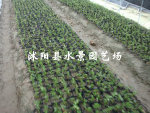 供应各色美女樱 