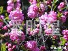 供应绿化苗木红花麦李白桦麦李