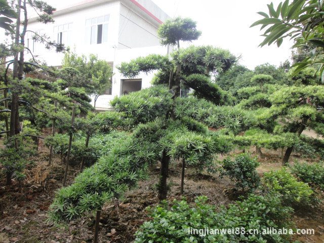 树桩花卉盆景 广州罗汉松苗木  重庆罗汉松盆景