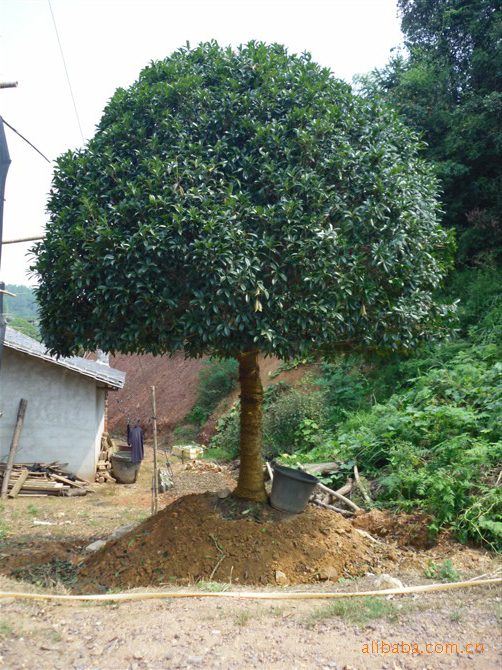 树冠圆头形,半圆形,椭圆形,树冠可以覆盖600平方米.