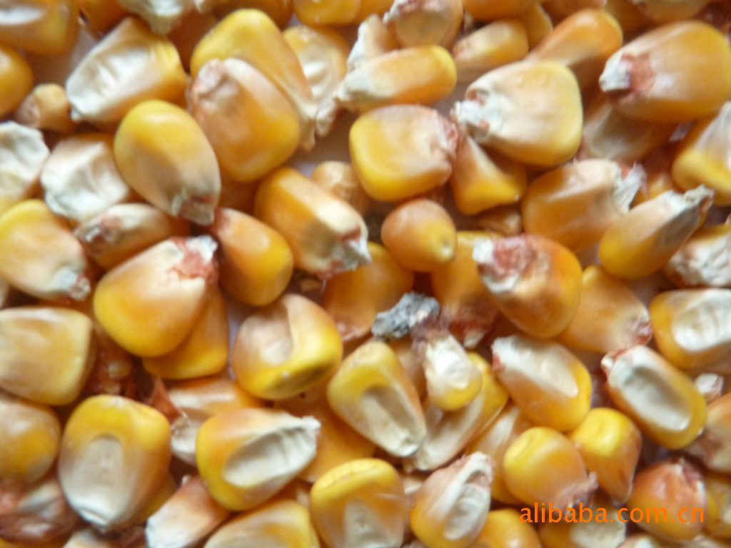 供應甘肅產優質玉米