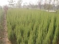 ���ջ�����մ�Ҷ������ս�߻���