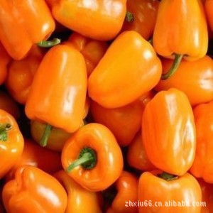 橙色甜椒 种子 阳台 种菜 盆栽 蔬菜 瓜果 辣椒8粒
