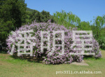 供应紫丁香白丁香红丁香四季丁香暴马丁香