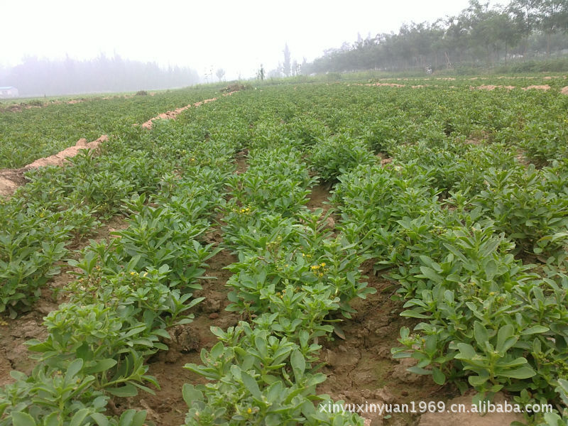 巨鹿县天迎鲜蔬菜种植专业合作社 高钙菜