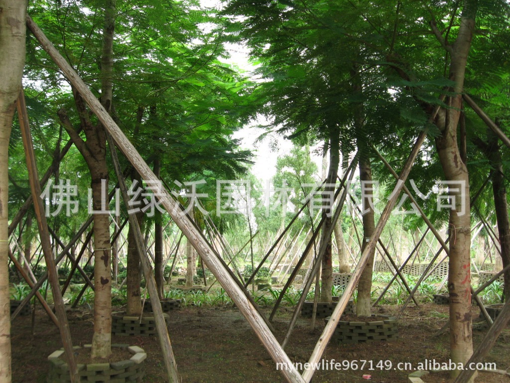 乔木 供400棵15公分优质凤凰木,移栽假植凤凰木,树形优美冠幅超2