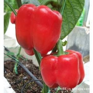 红色甜椒 种子 阳台 种菜 盆栽 蔬菜 瓜果 辣椒8粒