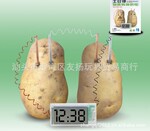 【热销产品】数字时钟 土豆数字时钟 科教土豆数字时钟 节能环保