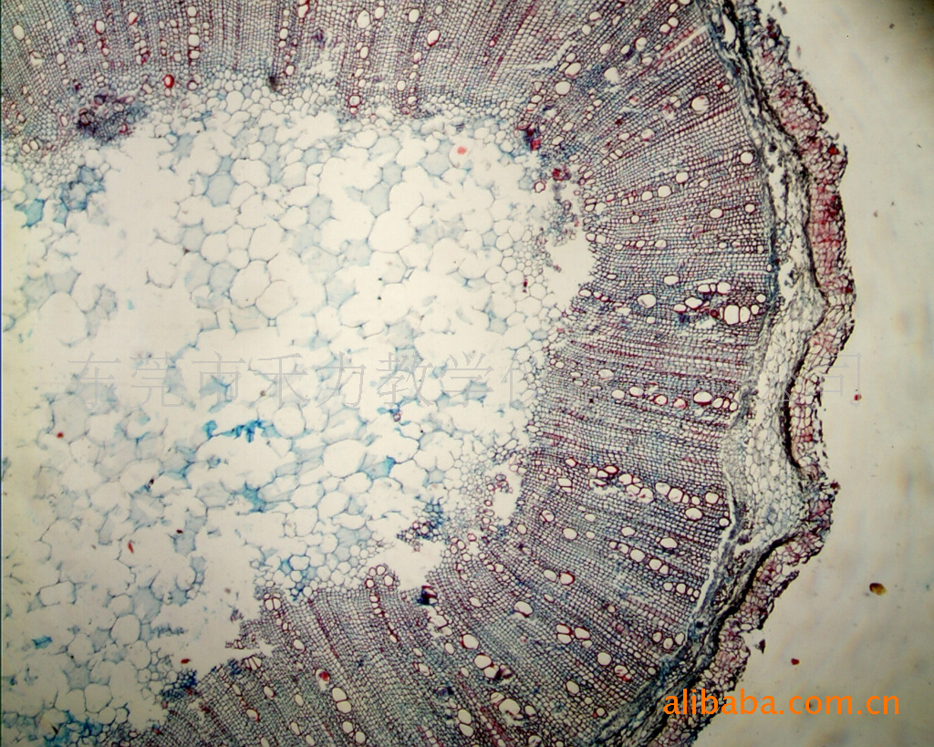 植物显微镜切片 紫萁贯众叶柄基部横切