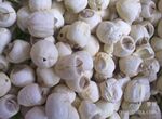 批发供应13mm大货外销通芯江西白莲(图)
