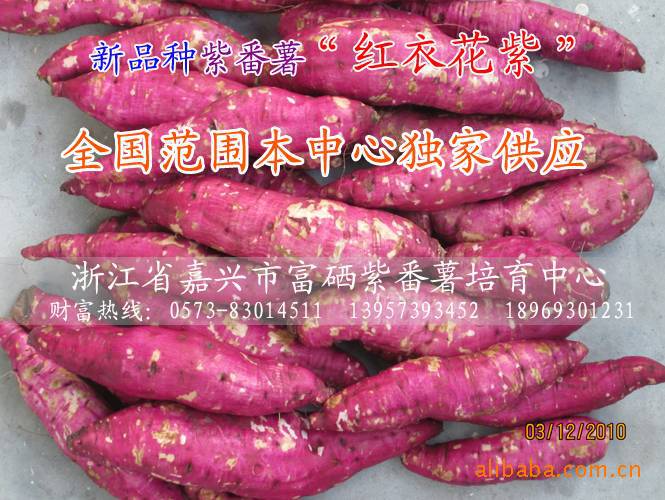 大量供应紫番薯种子 紫番薯种苗 紫薯 紫薯种子 紫薯种苗