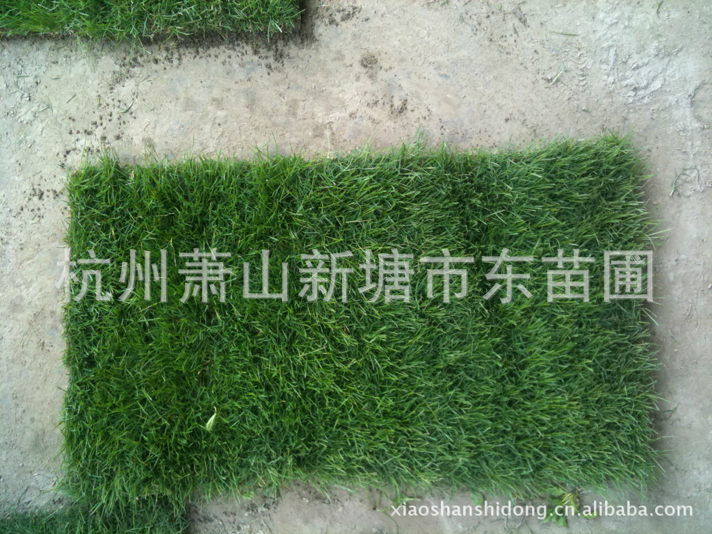 ݲƺ˫(Ӳ)ɳļ