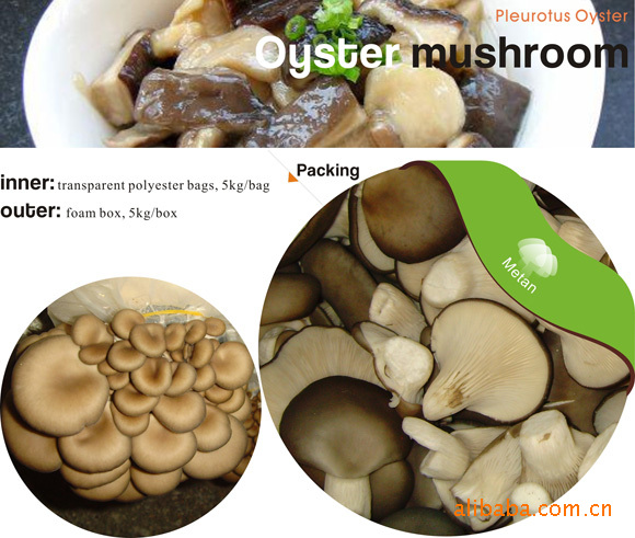 供應食用菌鮮品Oyster 平菇 出口級