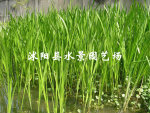 供应 金叶水葱 