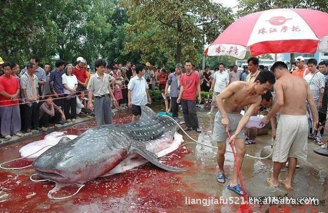 徐州市云龙湖出现食人鱼