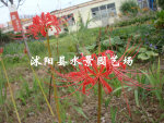 苏北园林----石蒜 