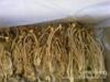 批发供应干货5公斤精品茶树菇(图)