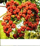 �ֻ���Ӧ��������ȡ��