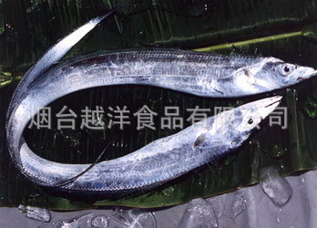 供应优质印尼进口/国产带鱼
